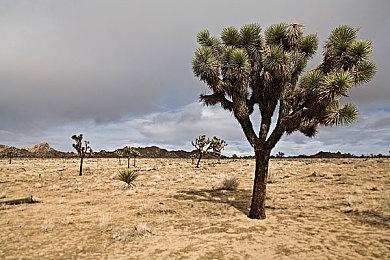 《街头霸王6》玩家数突破100万 系列总销量突破5000万