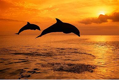 《热血系列外传 热血少女Zero》主机实体版28日开启预购